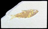 Bargain, Knightia Fossil Fish - Wyoming #50583-1